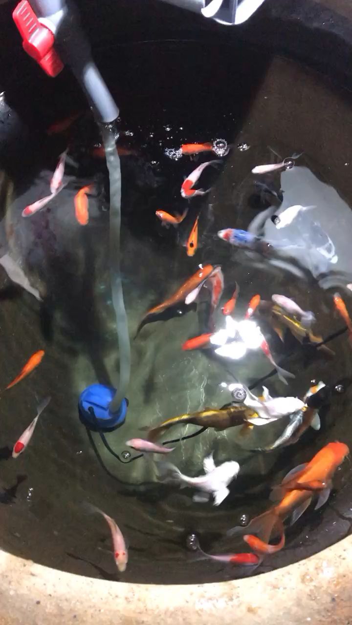 準備分缸 觀賞魚論壇