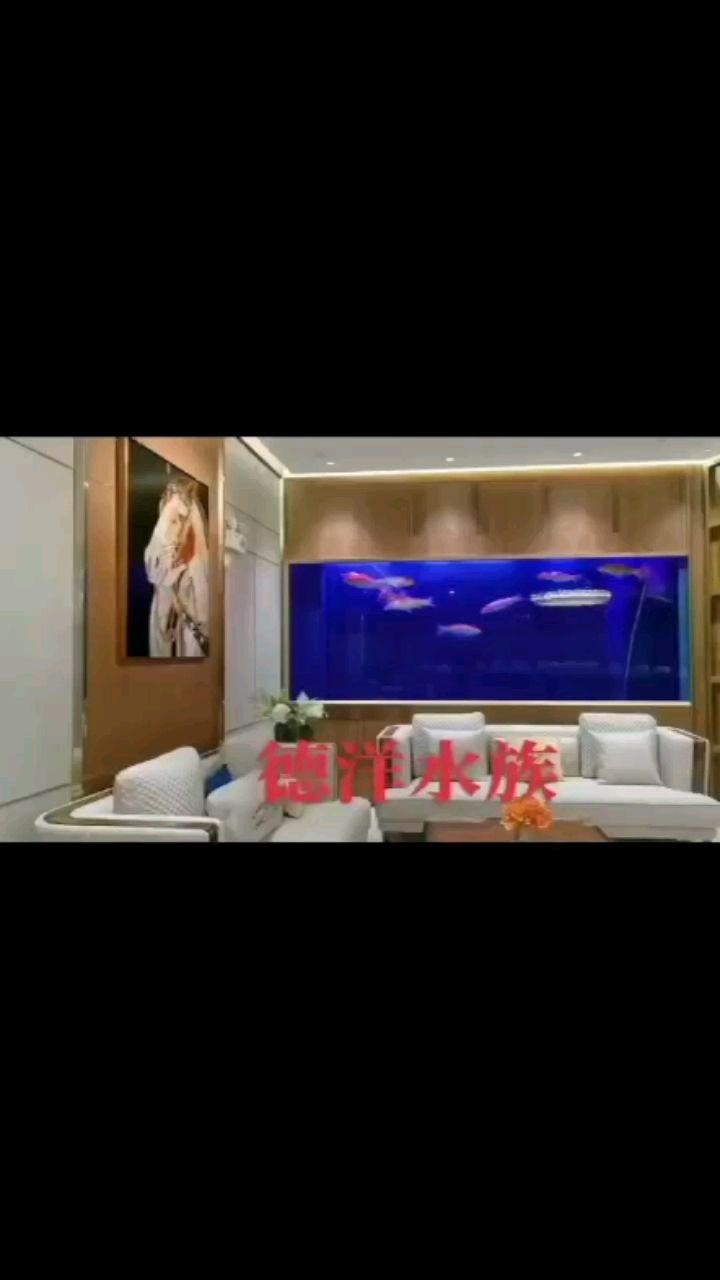 大型墻面超白玻璃魚缸 觀賞魚論壇