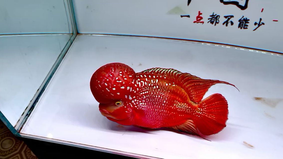 附帶上個(gè)視頻 觀賞魚(yú)論壇