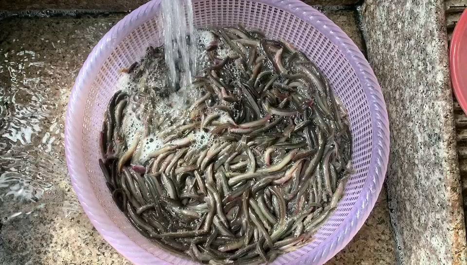 魟魚泥鰍怎么選 觀賞魚論壇