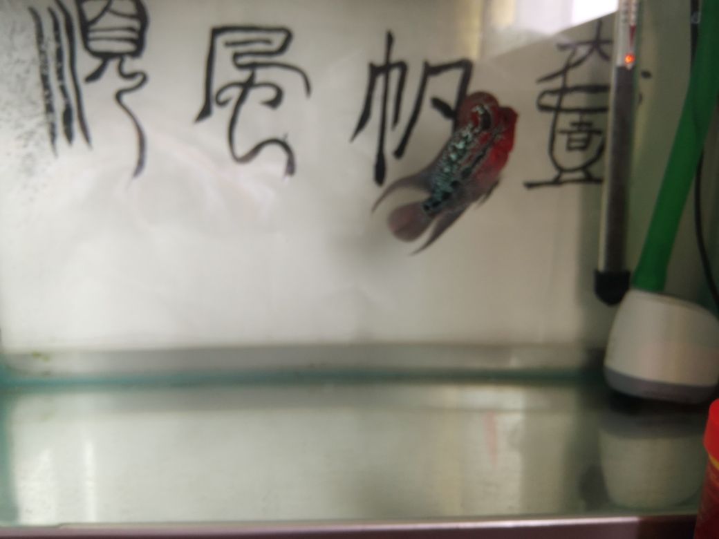 這條魚(yú)品相好嗎 觀賞魚(yú)論壇 第3張