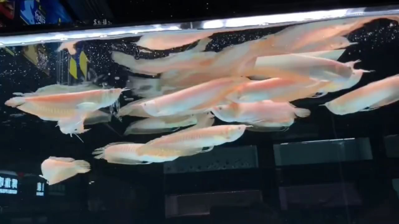 黃化白子銀龍 20-22cm 觀賞魚論壇