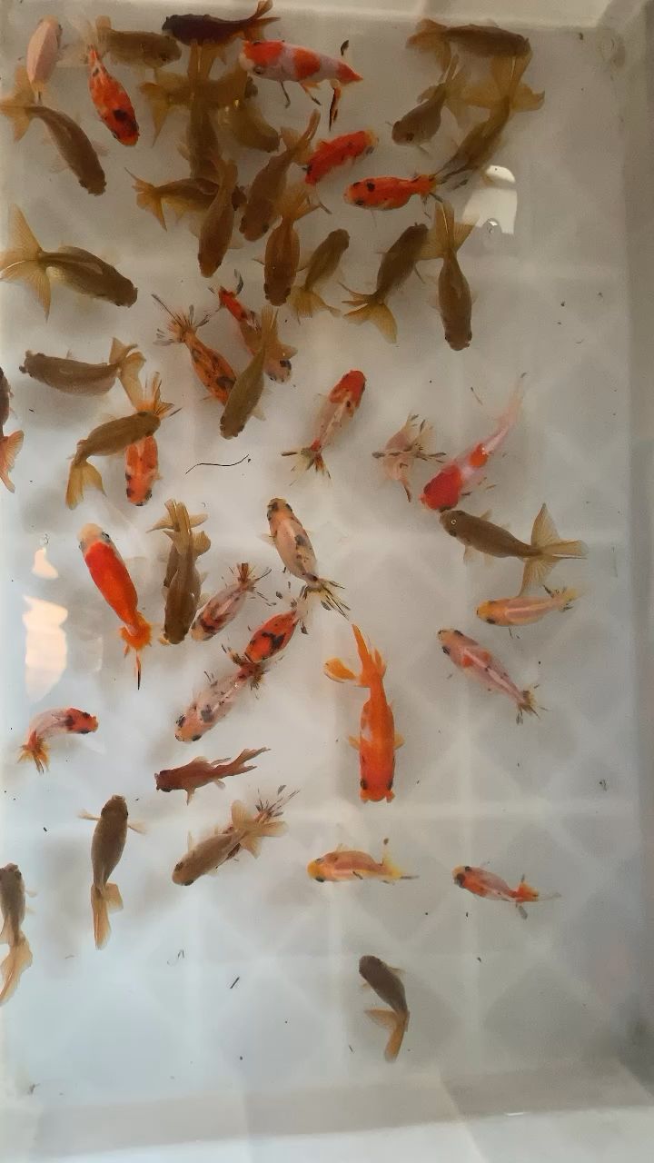 銀龍魚養(yǎng)殖水溫是多少度合適（ 銀龍魚適應水溫是多少）