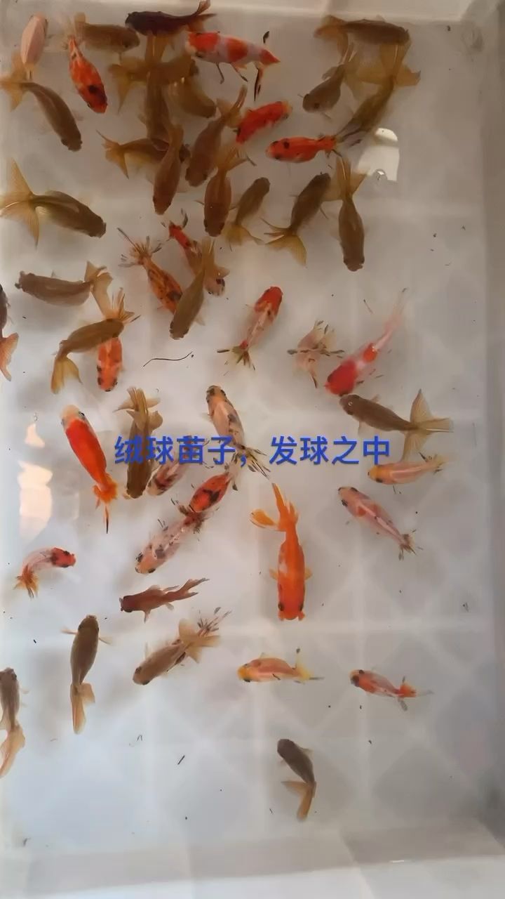 許昌最大的賣魚缸的地方是哪里啊圖片（許昌活魚批發(fā)市場） 肺魚