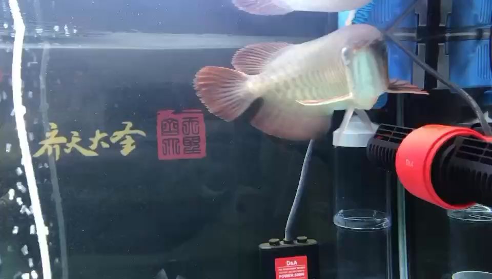 入手6800，印尼的一枚通貨，無(wú)燈無(wú)輔，可還行？ 觀賞魚(yú)論壇