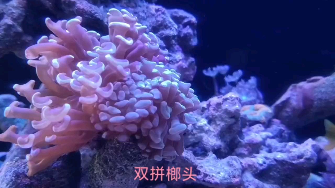 榔頭榔頭，飄飄蕩蕩 觀賞魚論壇