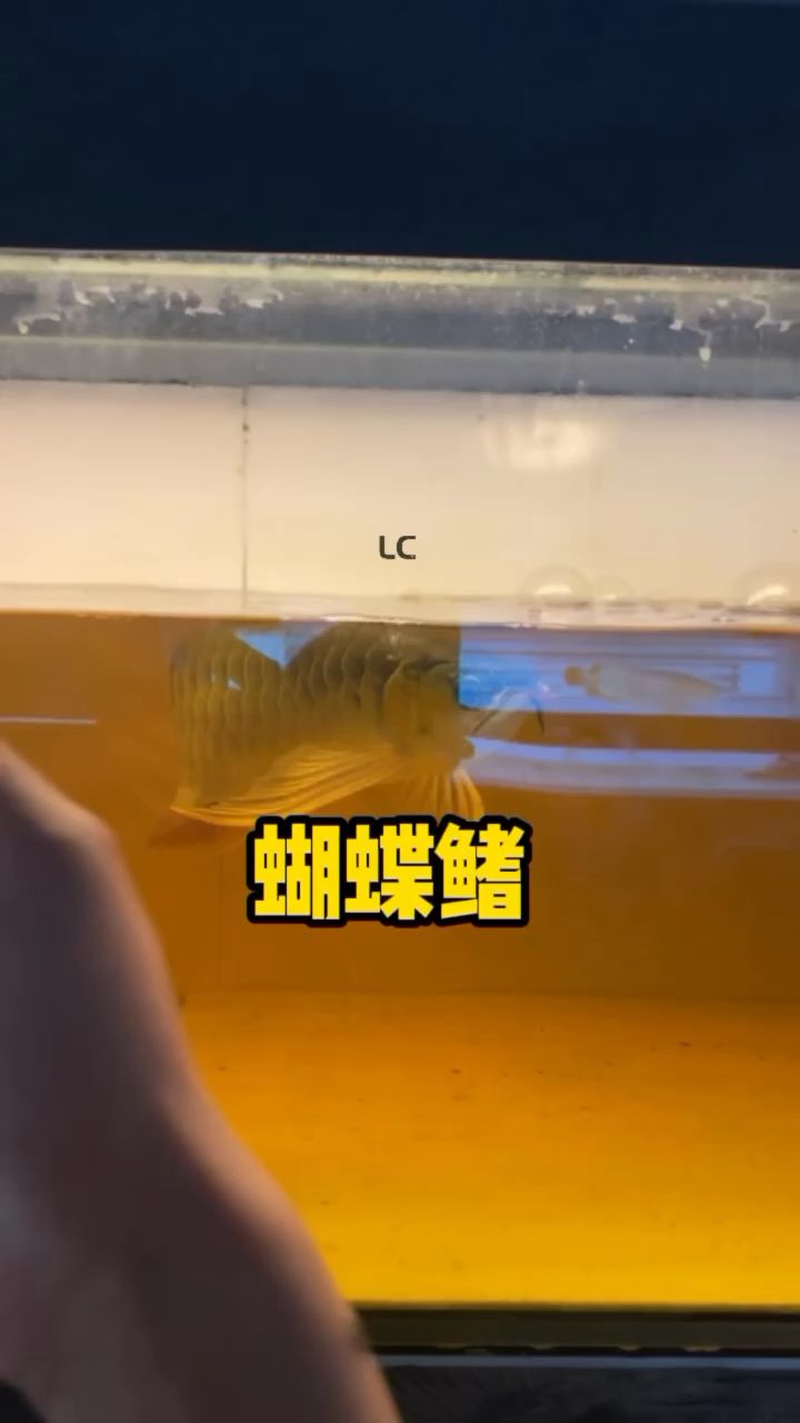 蝴蝶鰭紅龍 觀賞魚論壇