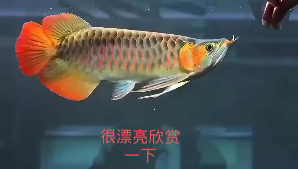 大湖魚戰(zhàn)車 觀賞魚論壇 第1張