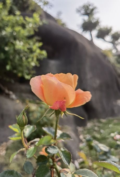 賞花賞魚(yú)賞秋香 觀賞魚(yú)論壇 第3張