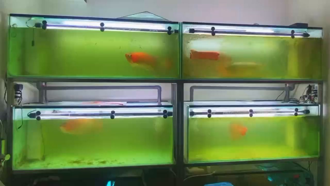 魚缸里的熱水棒（魚缸熱水棒整體可以進(jìn)水嗎） 三間鼠魚