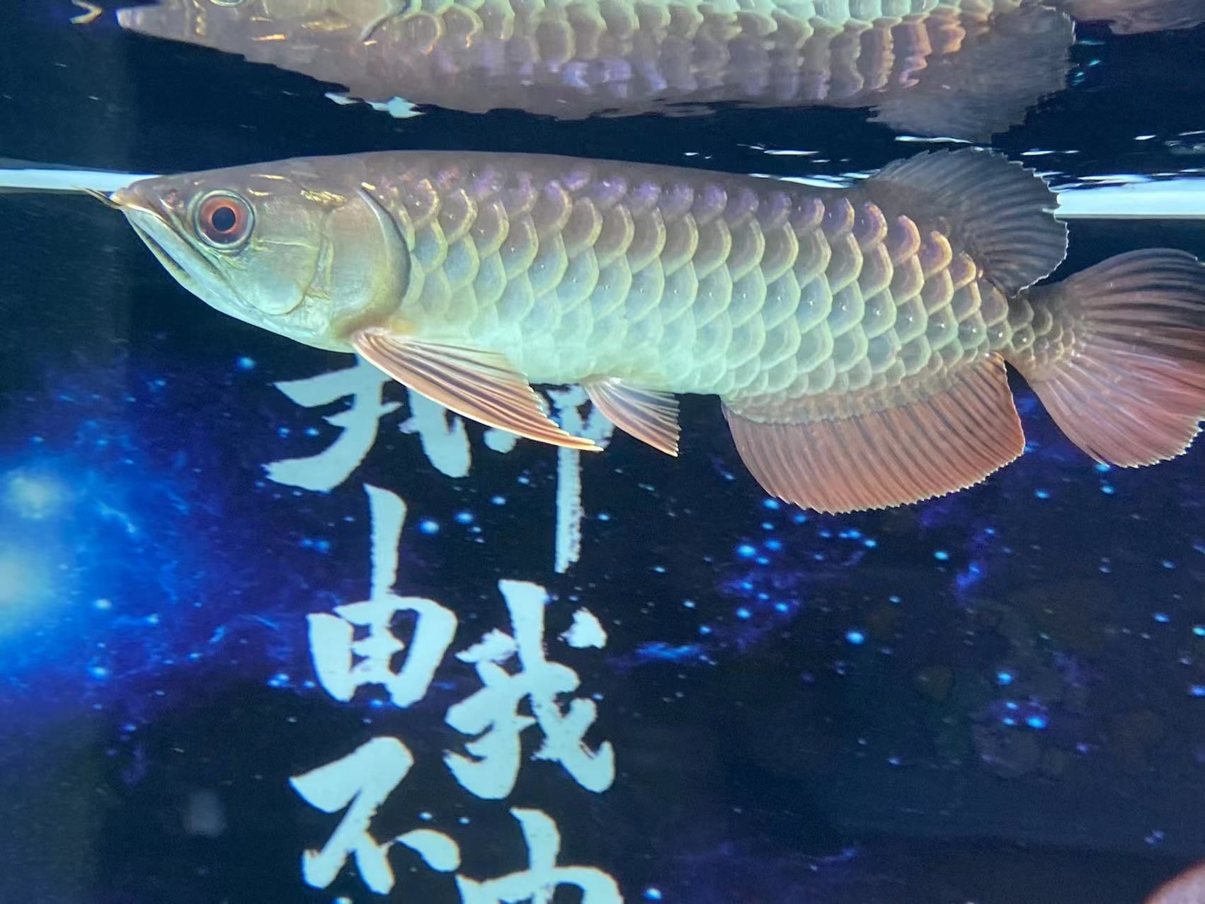 是不是古典過(guò)背？？？？ 觀賞魚(yú)論壇 第5張