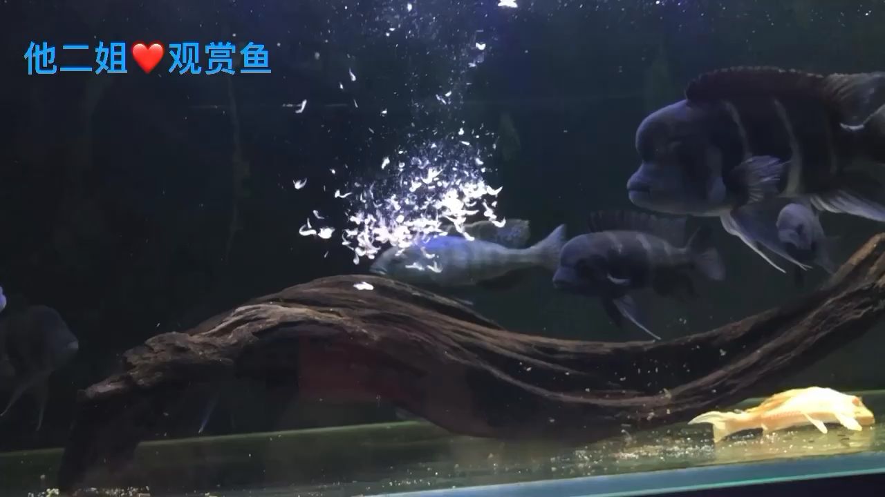 養(yǎng)魚掉頭發(fā)嗎？ 觀賞魚論壇