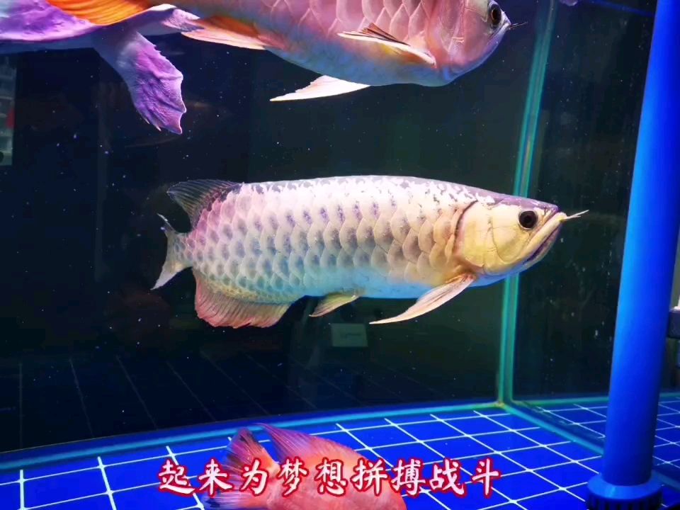 處女作 觀賞魚論壇 第1張