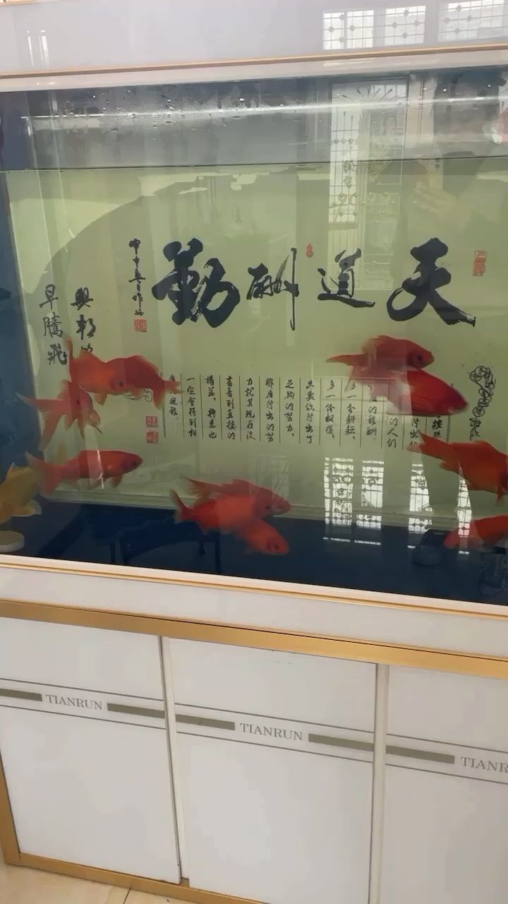 錦鯉太興奮 觀賞魚(yú)論壇