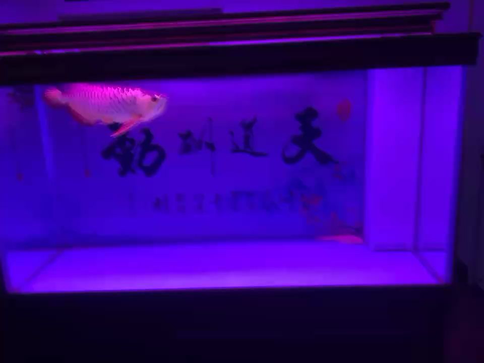 水有腥味怎么辦？ 觀賞魚論壇