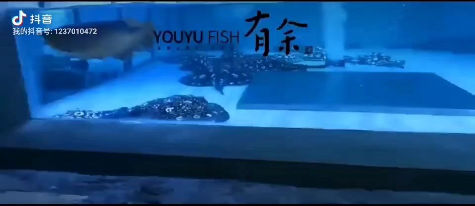 季節(jié)更替，該保養(yǎng)了 觀賞魚論壇 第1張