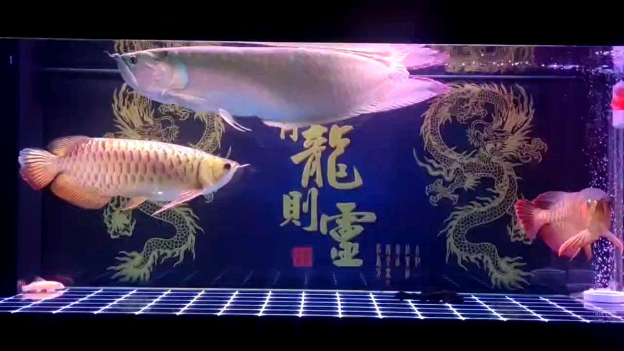 秦皇島金龍魚總經(jīng)銷商電話是多少（ 秦皇島金龍魚總經(jīng)銷商電話是多少?。?觀賞魚疾病