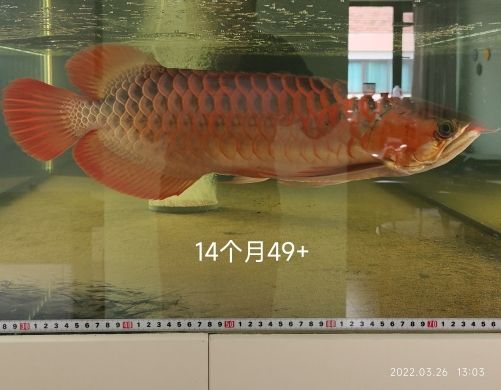 14個(gè)月49了 觀賞魚(yú)論壇 第1張