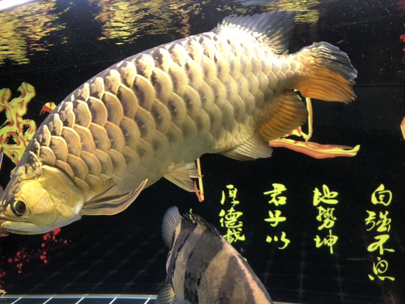 給金龍魚(yú)做了個(gè)剪尾手術(shù)，希望能長(zhǎng)好 觀賞魚(yú)論壇 第1張