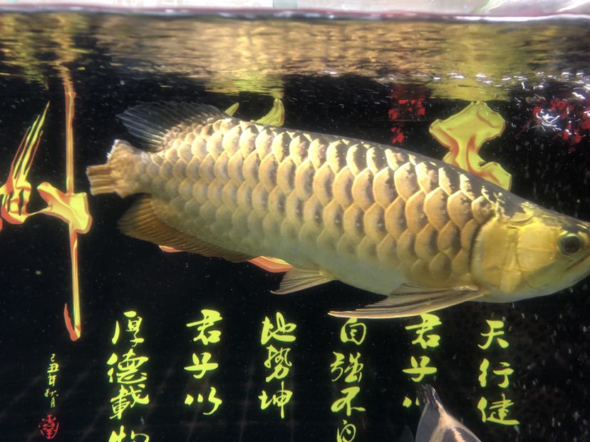 給金龍魚(yú)做了個(gè)剪尾手術(shù)，希望能長(zhǎng)好 觀賞魚(yú)論壇 第5張