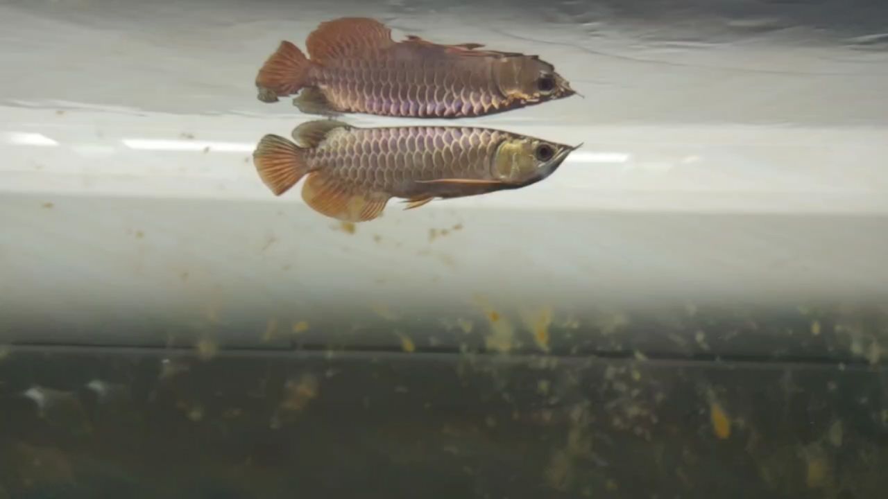 龍魚(yú)驚嚇兩個(gè)月了 觀賞魚(yú)論壇