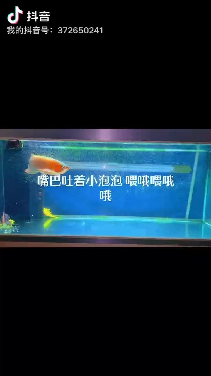 2022疫情早退，中國加油 觀賞魚論壇