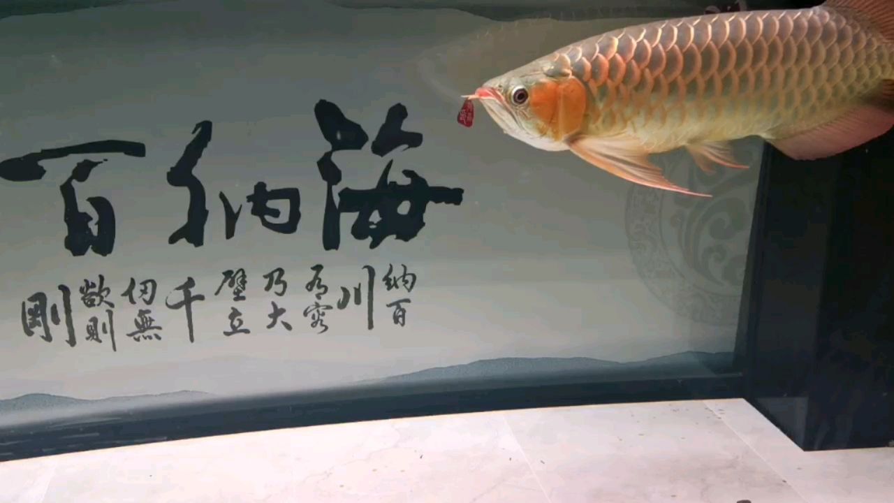 黃化龍魚翻身躺缸底：黃化金龍魚 觀賞魚論壇