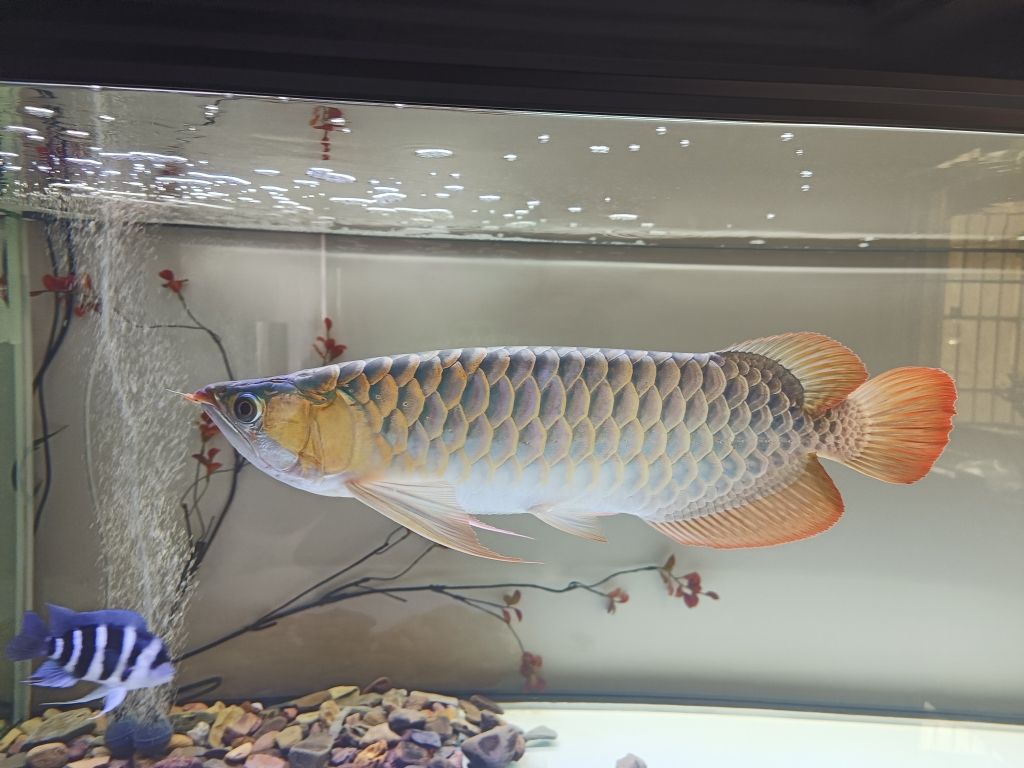 4.1號 觀賞魚論壇 第5張