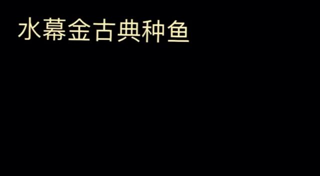 種魚一尾尾 觀賞魚論壇 第1張