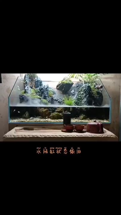 免費送水草 觀賞魚論壇