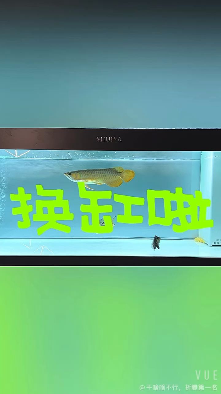 換缸換缸 觀賞魚論壇