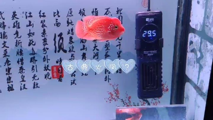 養(yǎng)魚第五天， 觀賞魚論壇