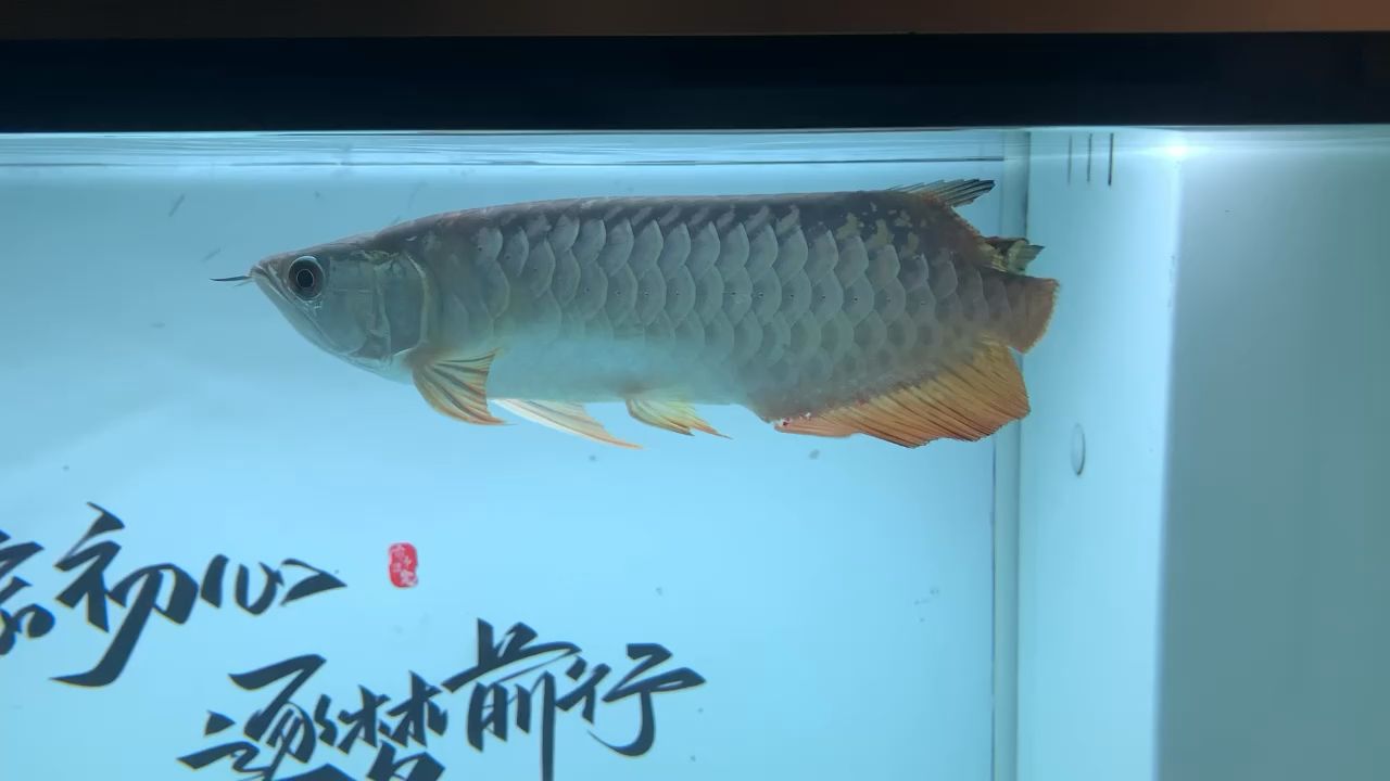 愛魚傷大了魚鰭用修剪一下嘛求助 觀賞魚論壇