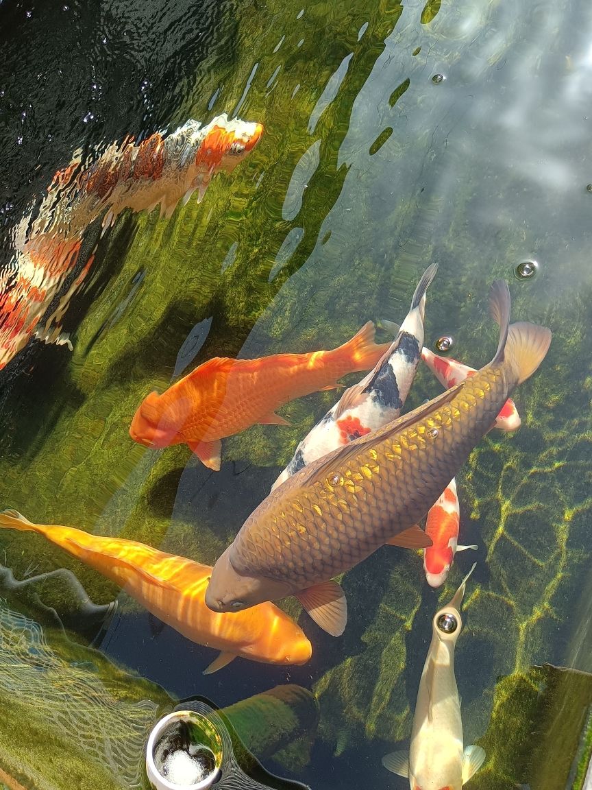 南陽哪里賣魚缸市場大：南陽觀賞魚批發(fā) 黑桃A魚苗 第3張