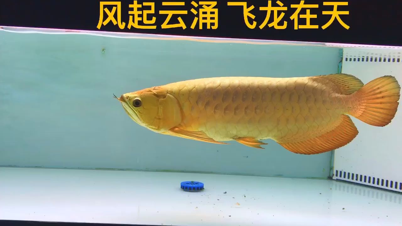 黃金暴徒 觀賞魚論壇