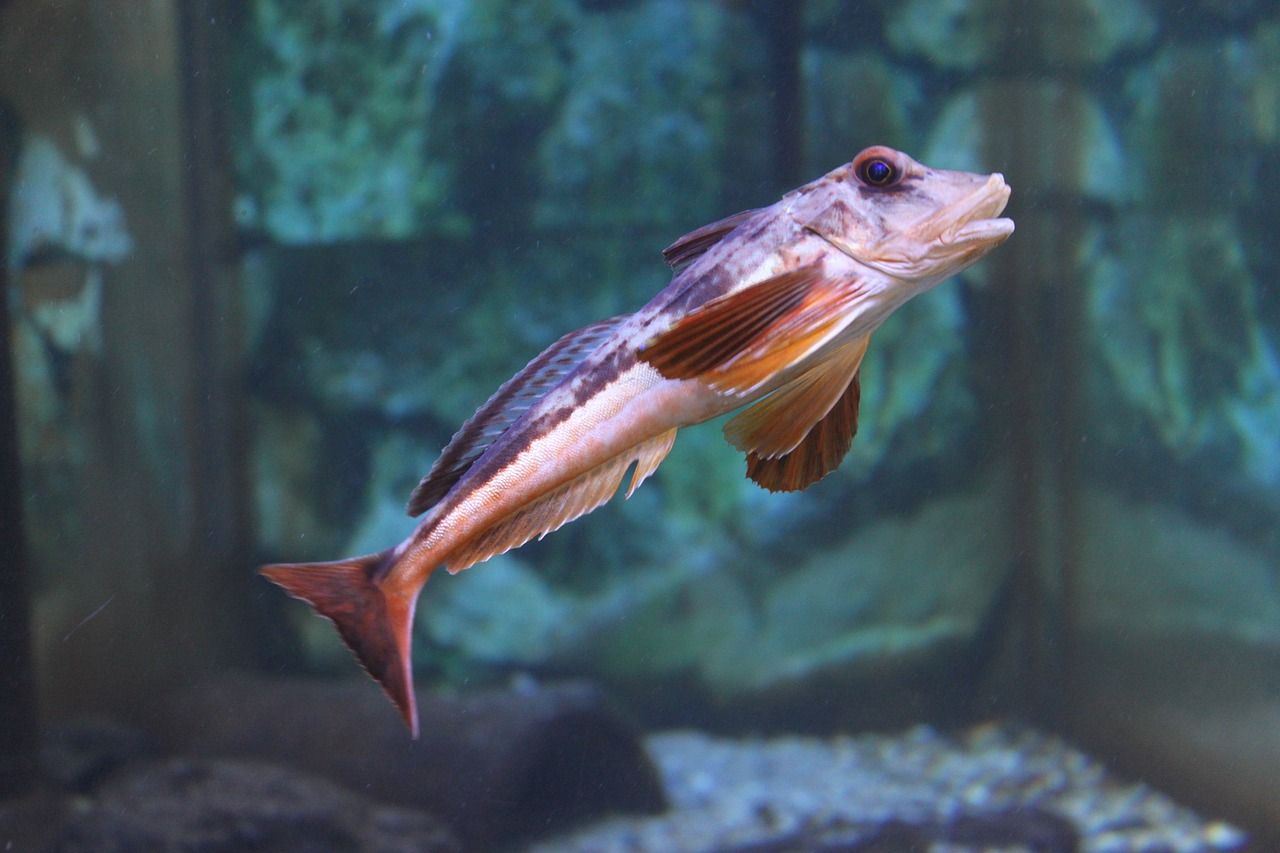 東營水族批發(fā)市場在哪里 東營有水族館嗎 紅尾平克魚