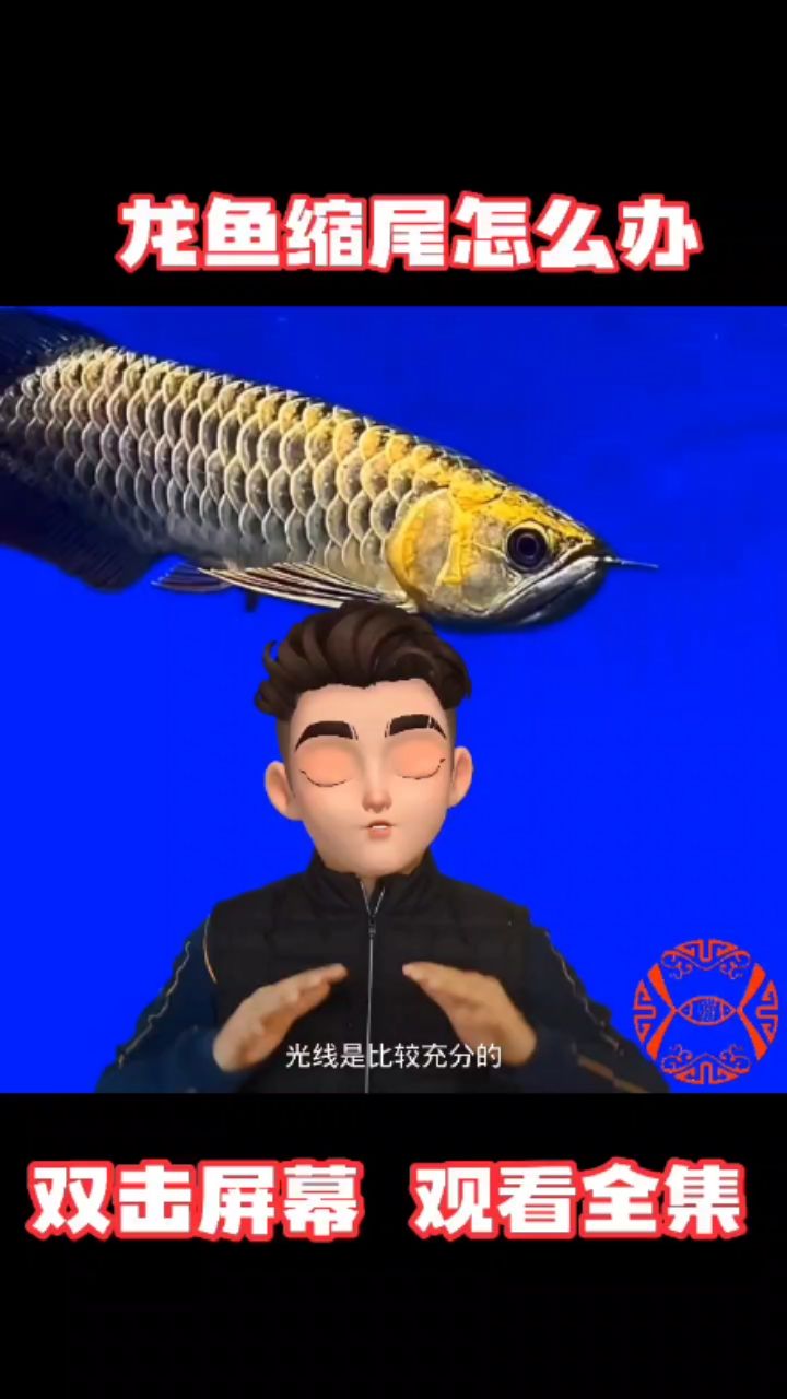 龍魚縮尾巴的處理辦法 觀賞魚論壇