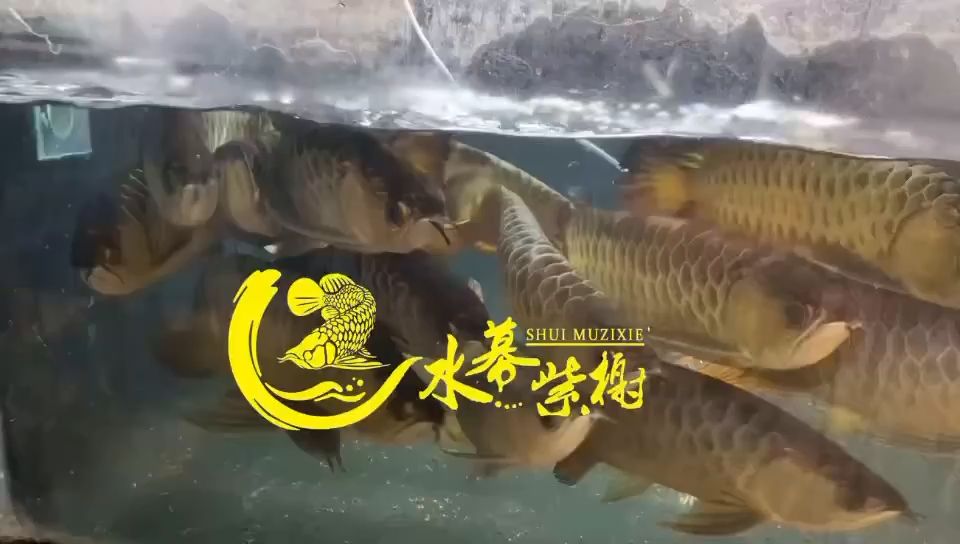 上岸嘍 觀賞魚(yú)論壇