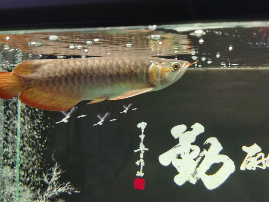 大湖紅龍魚 觀賞魚論壇 第1張