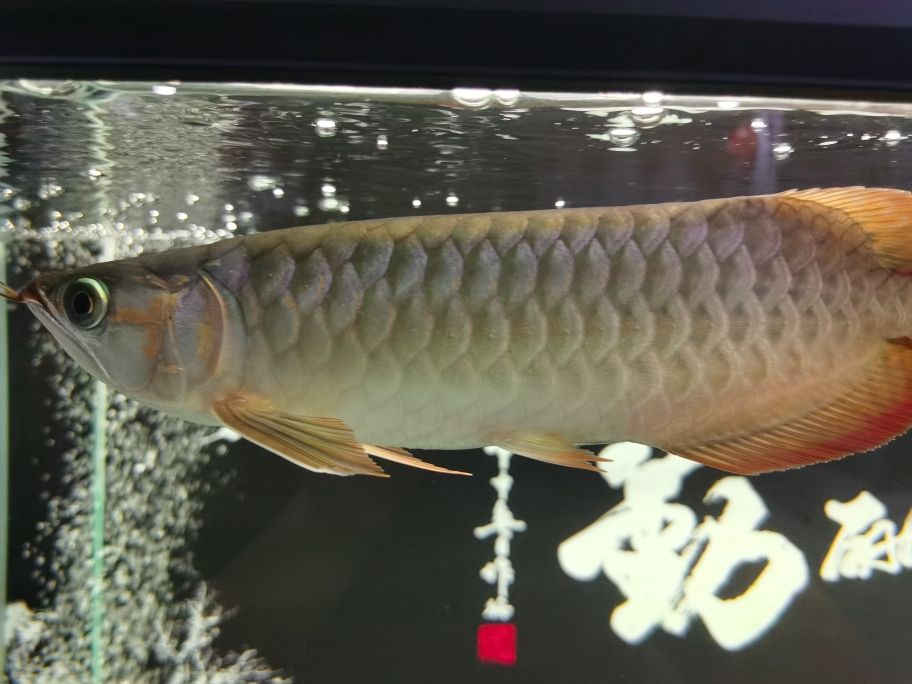 大湖紅龍魚 觀賞魚論壇 第2張