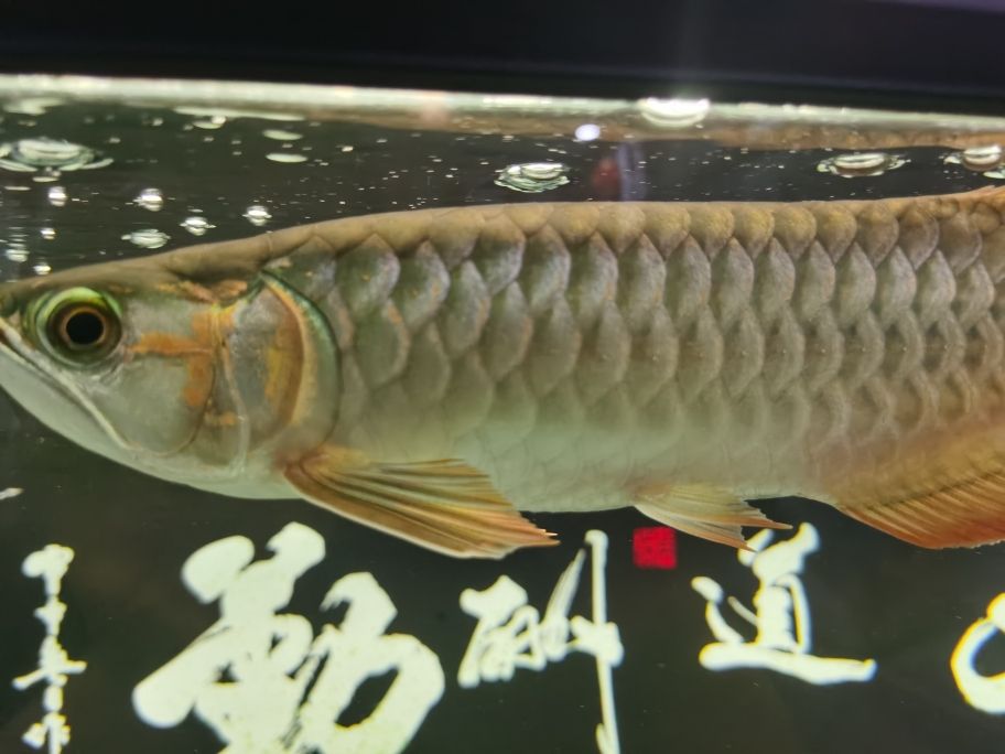 大湖紅龍魚 觀賞魚論壇 第3張