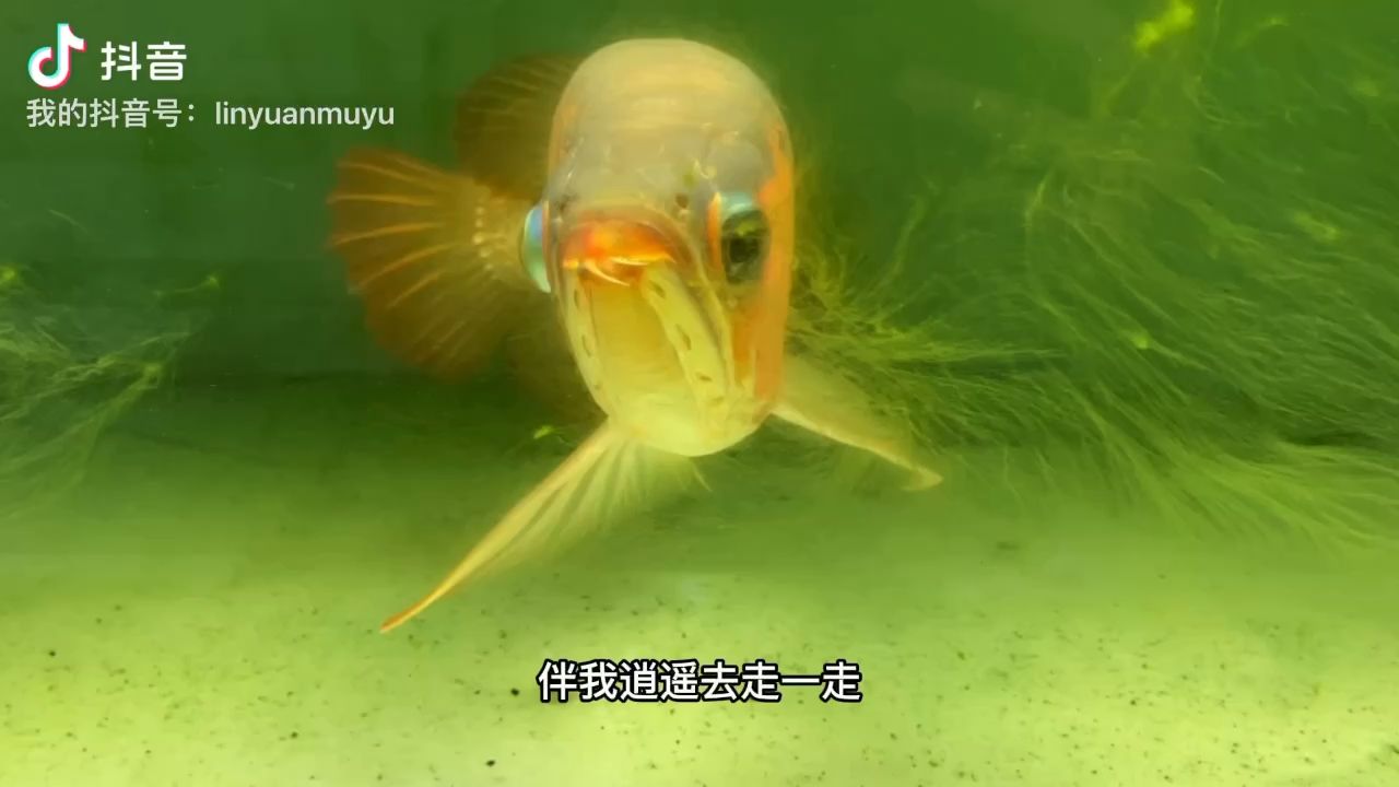 不長綠藻的魚缸是沒有靈魂的 觀賞魚論壇 第1張