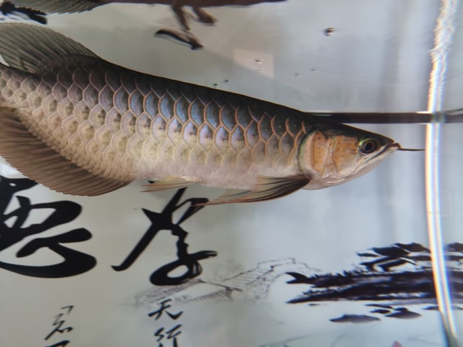 金魚缸哪里有賣得啊圖片（ 金魚缸在哪買） 潛水艇魚 第3張