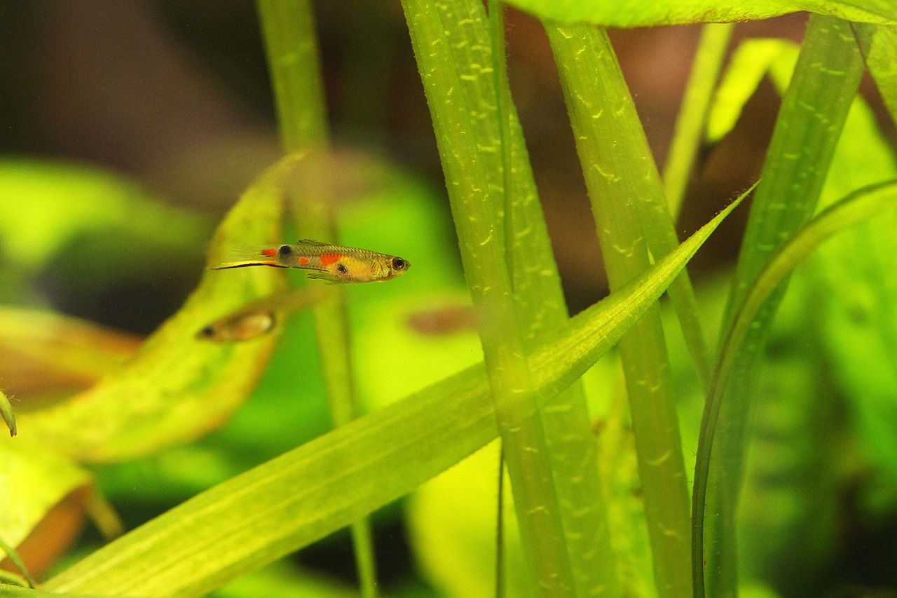 鯊魚(yú)和龍魚(yú)能混養(yǎng)嗎（鯊魚(yú)能跟銀龍混養(yǎng)嗎） 海水魚(yú)