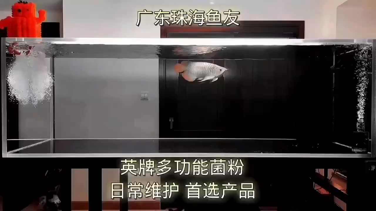 使用的感受 觀賞魚(yú)論壇