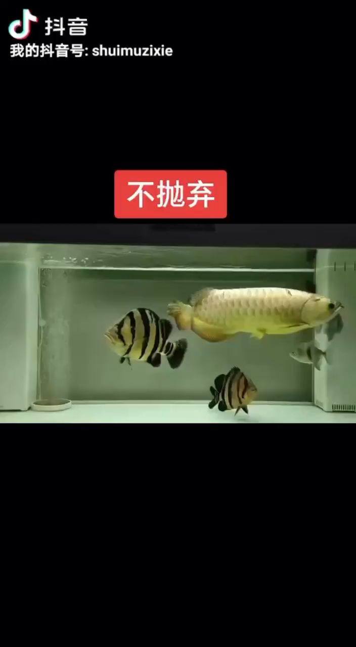 水幕金大胖 觀賞魚論壇