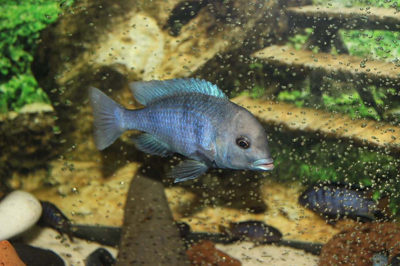 黃花恐龍魚和大花恐龍魚（大花恐龍魚和虎紋恐龍魚）