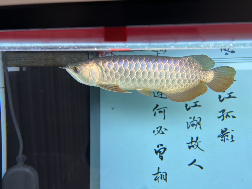 大佬們，這魚大概多少錢合適，大概30cm 觀賞魚論壇 第2張