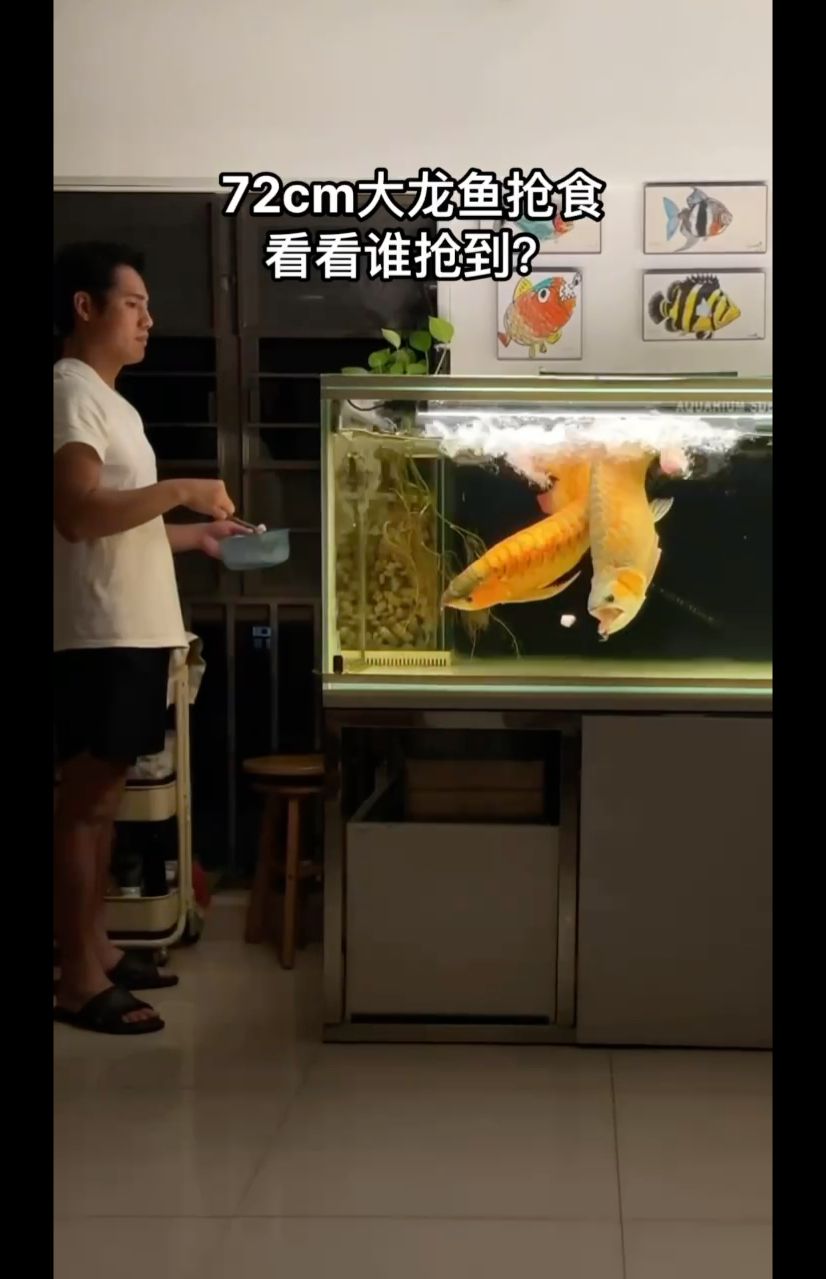 72cm大龍魚搶食，看看誰搶到？ 觀賞魚論壇