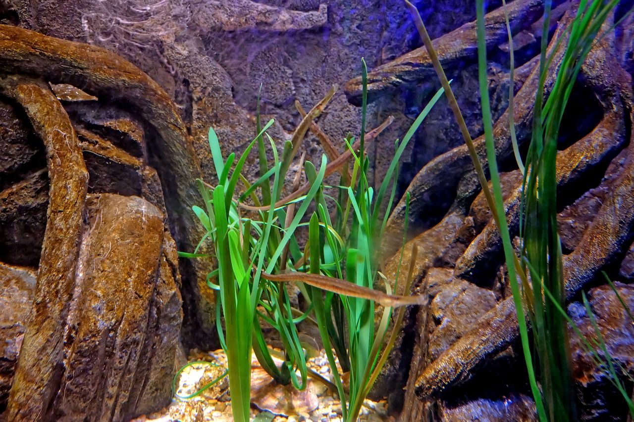 短鯛魚缸造景圖片欣賞（ 短鯛大全） 水族展會